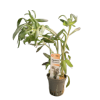 Picture of Pogostemon Stellatus Broad Leaf