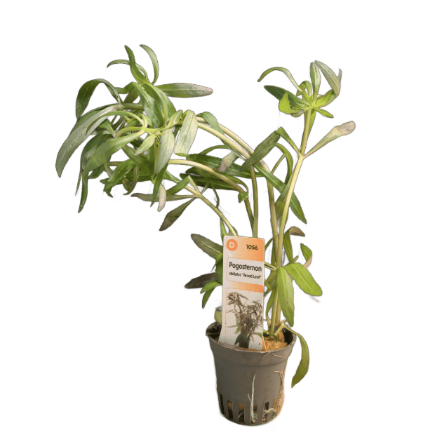 Picture of Pogostemon Stellatus Broad Leaf
