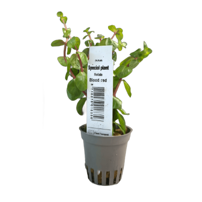 Imagem de Rotala Blood Red