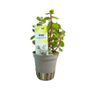 Imagem de Rotala Orange Juice