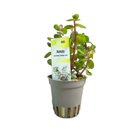 Imagem de Rotala Orange Juice