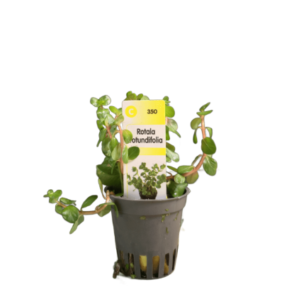 Imagem de Rotala Rotundifolia