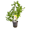 Imagem de Rotala SP Green