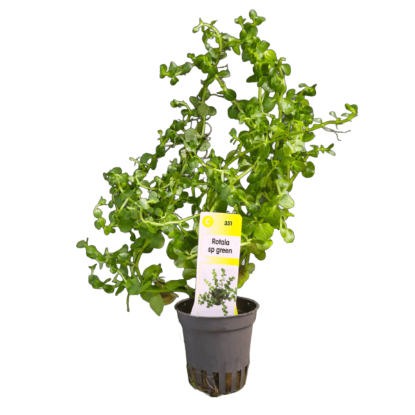 Imagem de Rotala SP Green