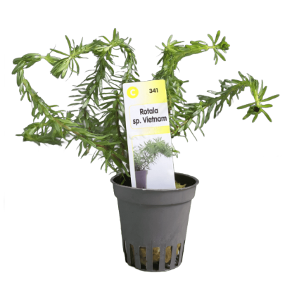 Imagem de Rotala SP Vietnam