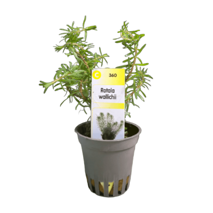 Imagem de Rotala Wallichii