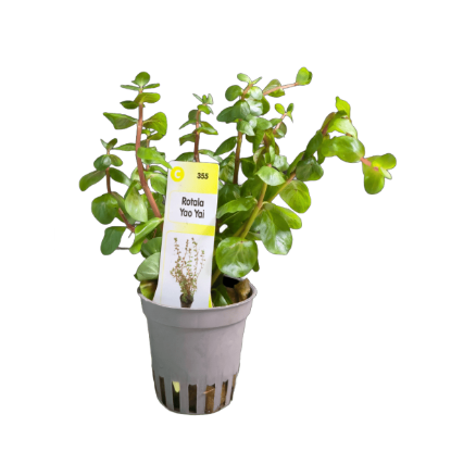 Imagem de Rotala Yao Yai