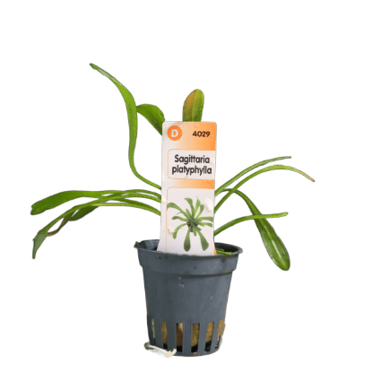 Imagem de Sagittaria Platyphylla