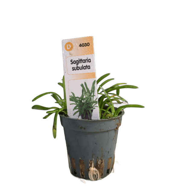 Imagen de Sagittaria Subulata