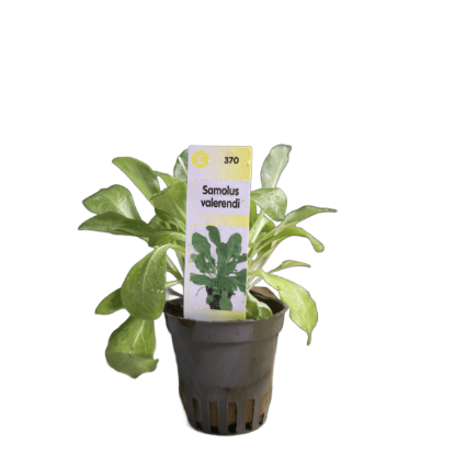 Imagem de Samolus Valerendi