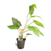 Imagem de Saururus Cernuus L