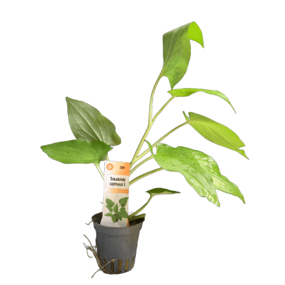 Imagem de Saururus Cernuus L