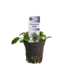 Picture of Schismatoglottis Prietoi