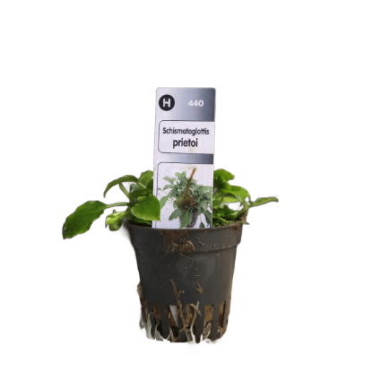 Imagem de Schismatoglottis Prietoi