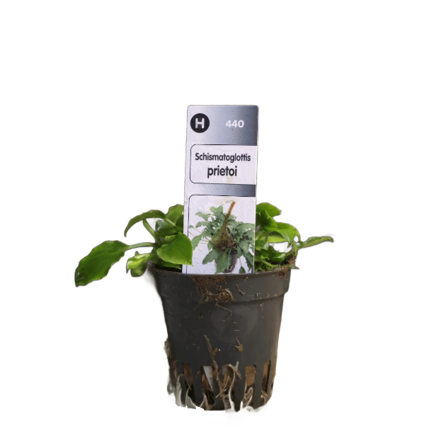 Picture of Schismatoglottis Prietoi