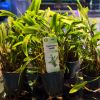 Imagen de Cryptocoryne  Nevillii