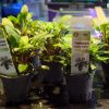 Imagen de Cryptocoryne Beckettii Viridifolia