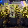 Imagen de Cryptocoryne  Walkerii