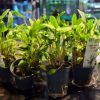 Imagem de Cryptocoryne Lucens