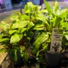 Imagen de Cryptocoryne Willisii