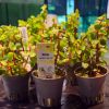 Imagem de Rotala Orange Juice