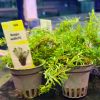 Imagen de Rotala Wallichii
