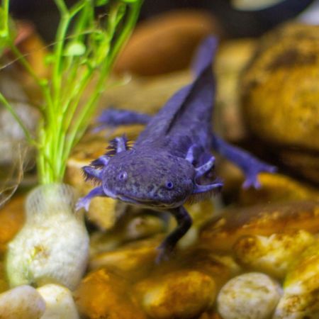 Imagem para a categoria Axolotl