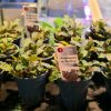 Imagem de Bucephalandra SP Blue Green