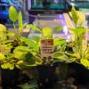 Imagem de Echinodorus Ozelot Green