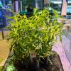 Picture of Eusteralis Stellata Grof