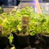 Imagen de Hydrocotyle Vulgaris