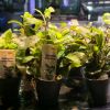 Picture of Hygrophila Corymbosa