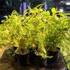 Picture of Hygrophila Pantanal Wavy
