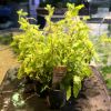 Picture of Hygrophila Pinnatifida