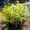 Imagem de Hygrophila Polysperma