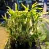 Picture of Hygrophila Salicifolia