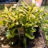 Picture of Hygrophila Siamensis