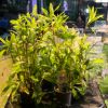 Picture of Hygrophila Stricta Tai