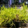 Imagem de Juncus Repens