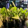 Imagen de Lagenandra SP Green
