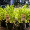Picture of Lilaeopsis Mauritiana