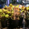 Imagem de Lobelia Cardinalis