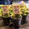 Imagen de Lobelia Cardinalis Mini