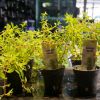 Imagem de Ludwigia Arcuata