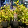 Imagem de Ludwigia Palustris Red