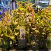 Imagem de Ludwigia Perennis