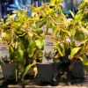 Imagem de Ludwigia Repens Rubin