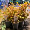 Imagem de Ludwigia SP Super Red
