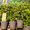 Picture of Lysimachia Nummularia