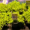 Picture of Micranthemum Micranthemoides